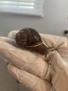 Burgundy Snails Need Homes