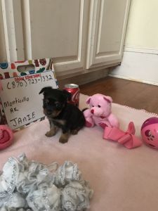 Butter Female Snorkie ***