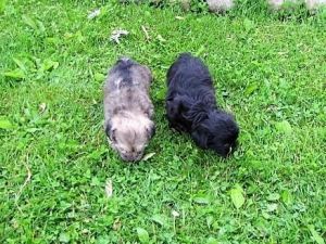SHORKIE PUPPIES