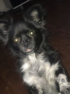 Family dog, loved kids , for sale