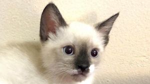 Siamese Snowshoe