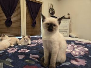 Kittens for sale