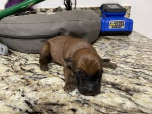 Soft Coated Wheaten Terrier puppies
