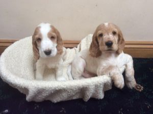 Beautiful Cocker Spaniel Pedigree Puppies