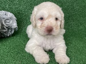 Male Spanish water dog puppie
