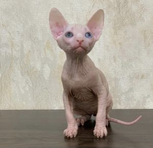 Sphynx Kittens text ***