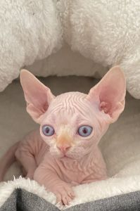 Sphynx Bambino male cat