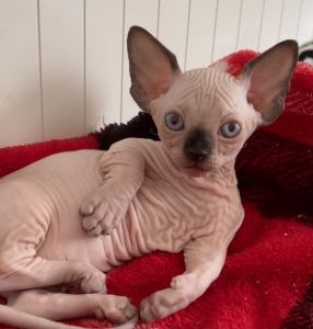 Sphynx bambino female cat