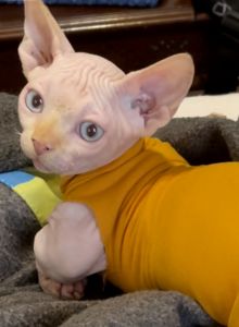 Sphynx bambino male cat