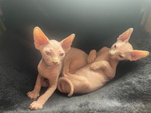 Blue Eyed Sphynx Kittens Ready Now