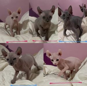 Sphynx kittens