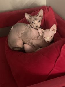 Female Sphynx Kittens