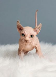 Pure breed Sphynx