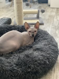 Sphynx male cat