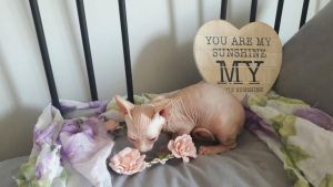 Sphynx Kitten For Sale