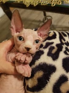 Sphynx Kitten
