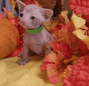 Sphynx and Bambino Kittens