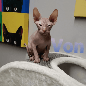 Sphynx kittens looking for forever homes
