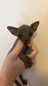 purebred Sphinx male kitten.