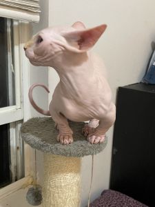 Sphynx Bambino male cat for sale