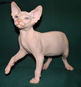 Jerry Sphynx