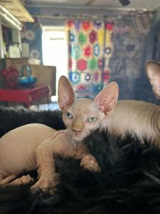 Pretty pink bambino sphinx