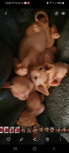 Sphynx Kittens
