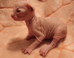 Sphynx Kitten