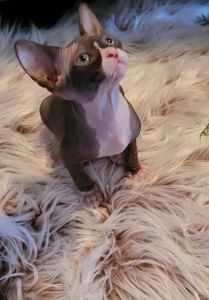 DNA TESTED SPHYNX KITTENS