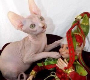 Sphynx Kitten For Sale