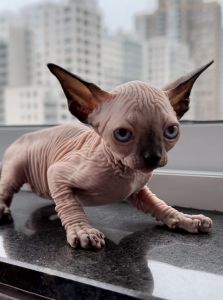 Sphynx Kitten - Breeding Quality - GREAT STUD POTENTIAL!