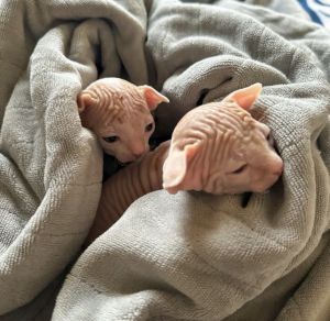 Sphynx kittens male and female
