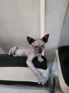 Black Sphynx Kitten Purebred Born May 28 2023 Ready Pickup ***