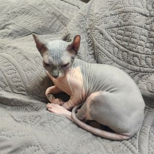 Kittens Sphynx