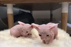 Sphynx kittens