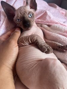 Sphynx kittens