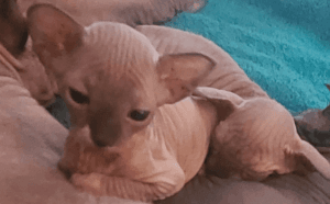 SPHYNX KITTEN'S