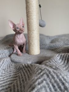 Adorable Sphynx Kitten Available!