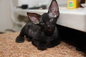sweet sphynx kitten