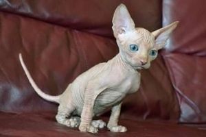 sphynx kitten