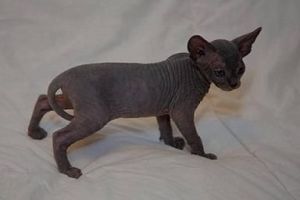 sphynx kitten