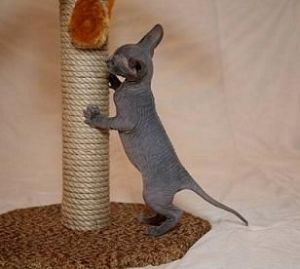 sphynx kitten