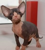 sphynx kitten
