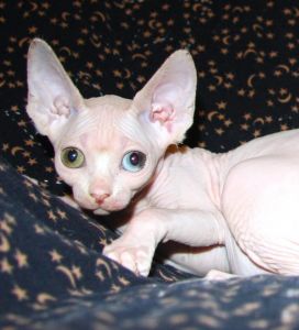 valentine day sphynx kittens