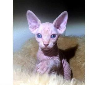 Adorable Hairless Sphynx Kittens! for new homes