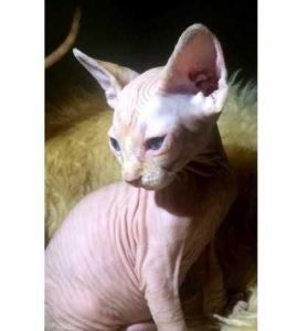2 sphynx kittens avail ***) ***-***9