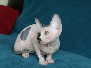 Blue Eyed Sphynx Kittens Ready Now