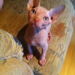 cfsg Class Sphynx ready for sale