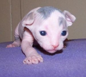 Great Persians and others kittens