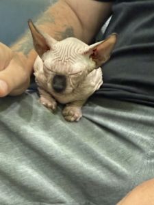 14 week old Sphynx Kittens for sale
